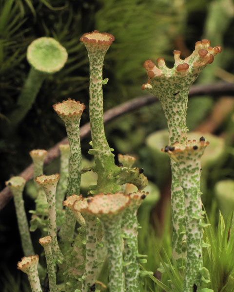 lichen moss photography