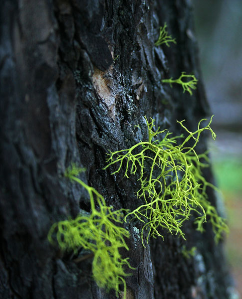 lichen moss photography