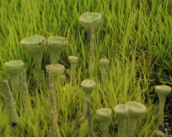 lichen moss photography