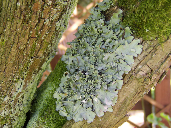 lichen moss photography