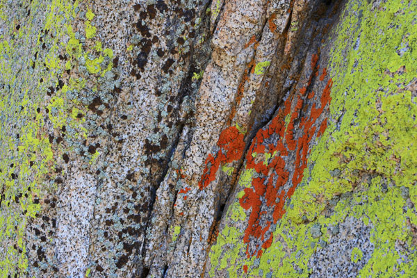 lichen moss photography