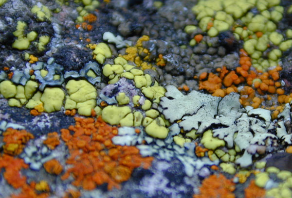 lichen moss photography