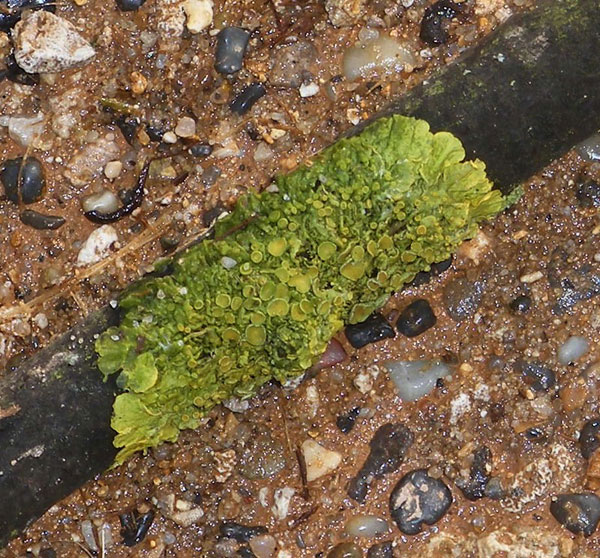 lichen moss photography