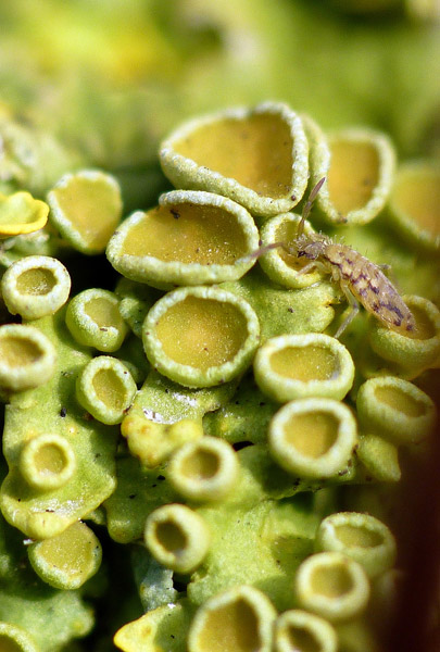lichen moss photography