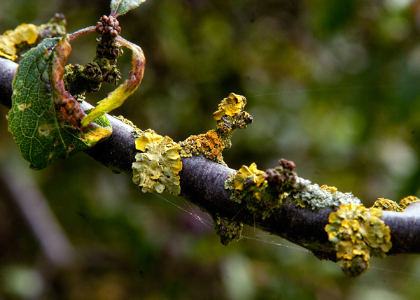 lichen moss photography