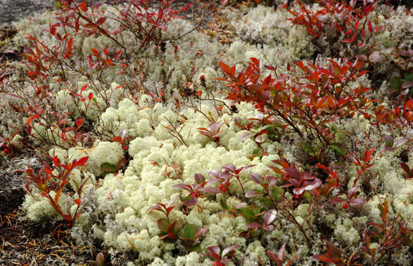 lichen moss photography