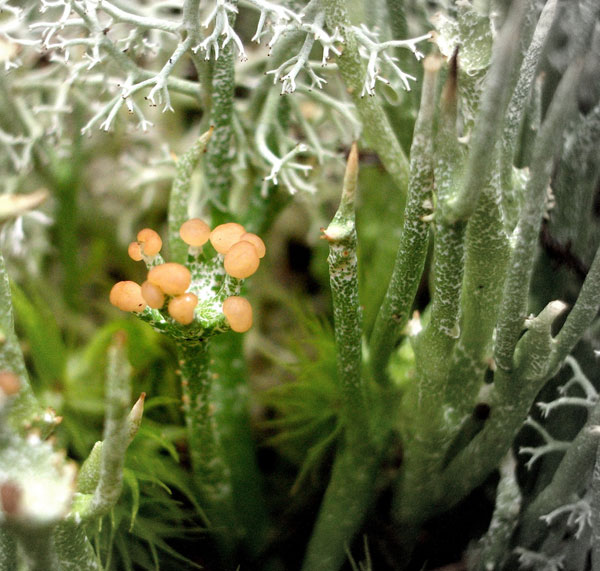 lichen moss photography
