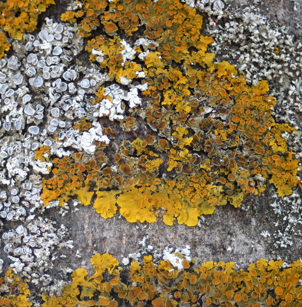 lichen moss photography