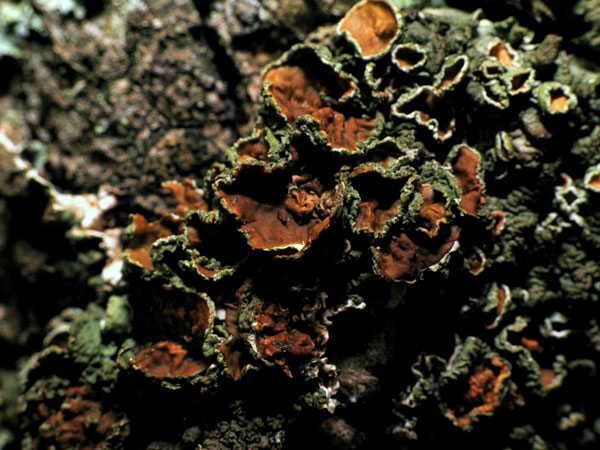 lichen moss photography