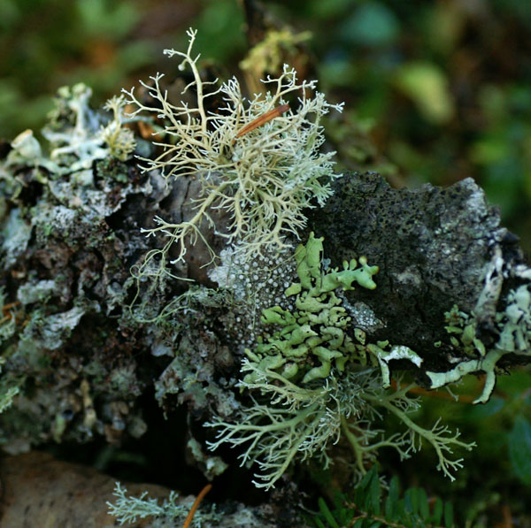 lichen moss photography