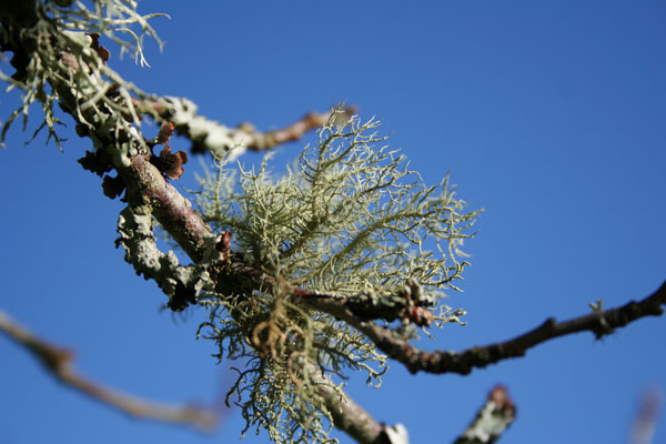 lichen moss photography