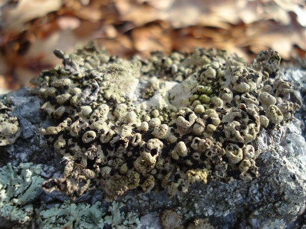 lichen moss photography