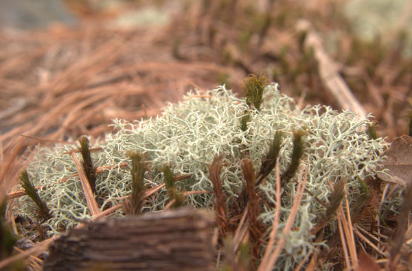 lichen moss photography