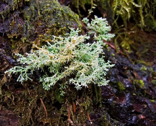lichen moss photography