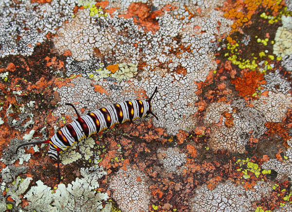 lichen moss photography