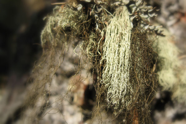 lichen moss photography