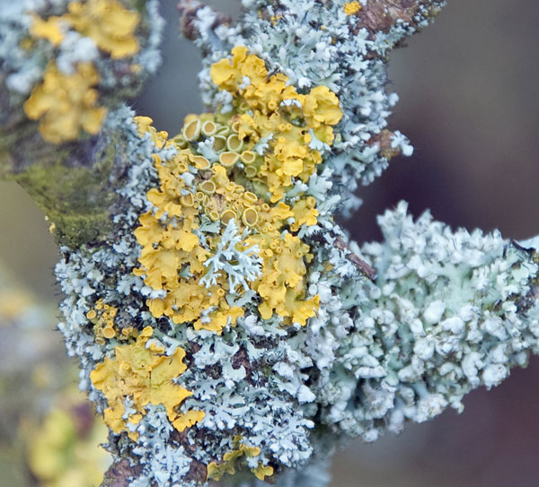 lichen moss photography