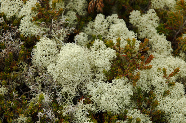 lichen moss photography