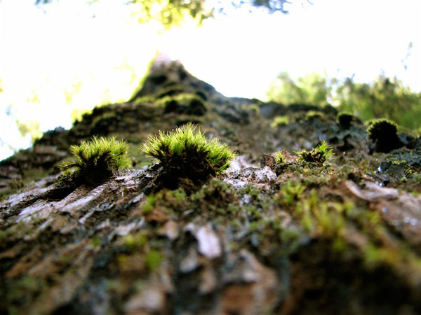 lichen moss photography