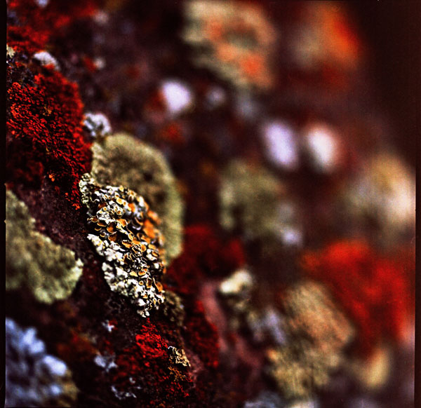 lichen moss photography