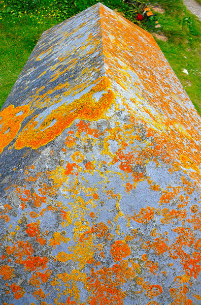 lichen moss photography