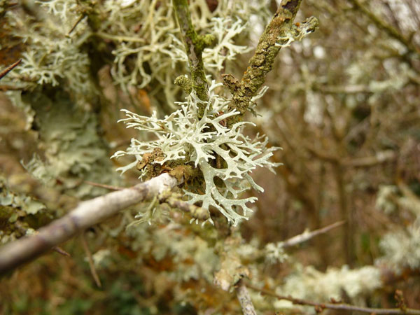 lichen moss photography