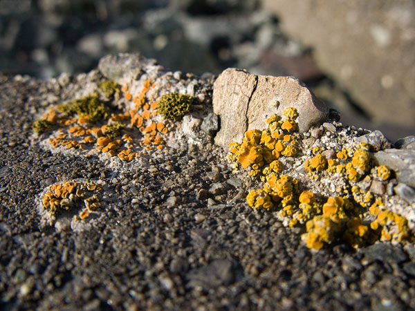 lichen moss photography