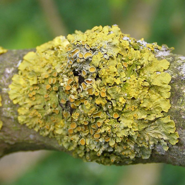 lichen moss photography