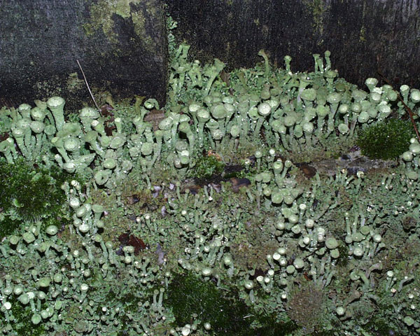 lichen moss photography