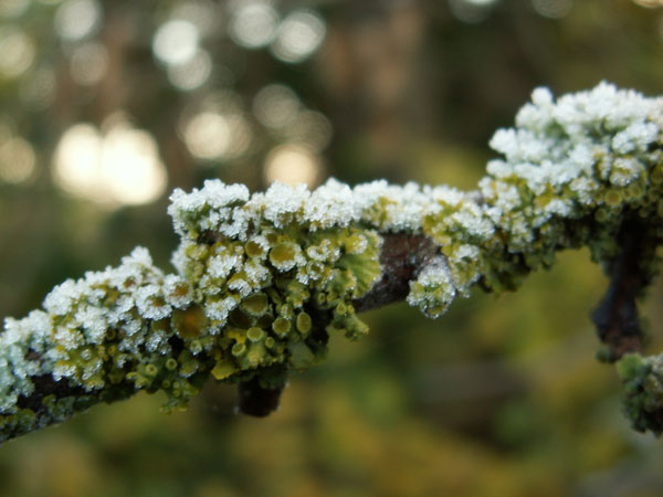 lichen moss photography