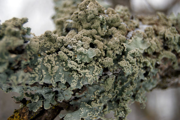 lichen moss photography