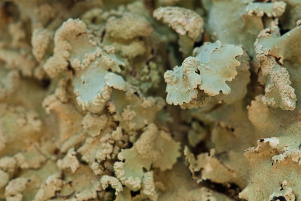 lichen moss photography