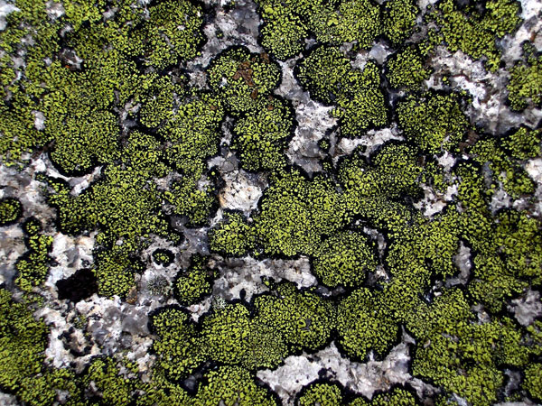 lichen moss photography