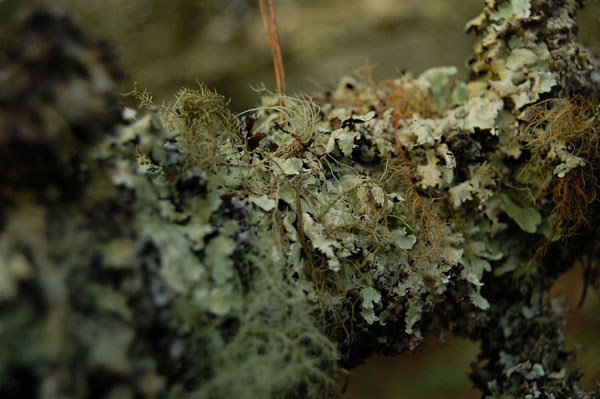 lichen moss photography