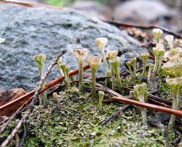 lichen moss photography