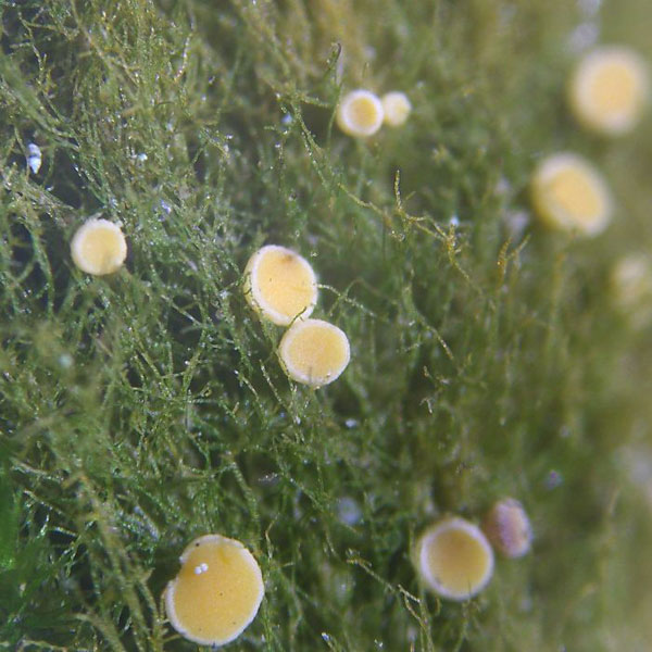 lichen moss photography