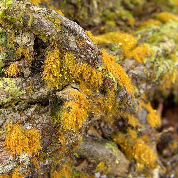 lichen moss photography