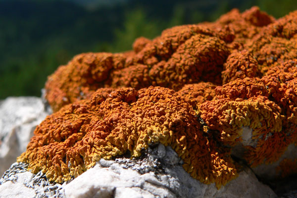 lichen moss photography