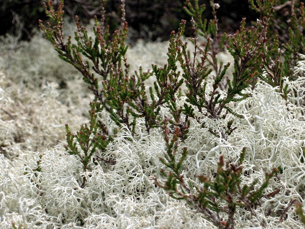 lichen moss photography