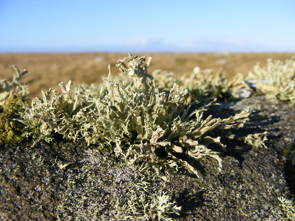 lichen moss photography