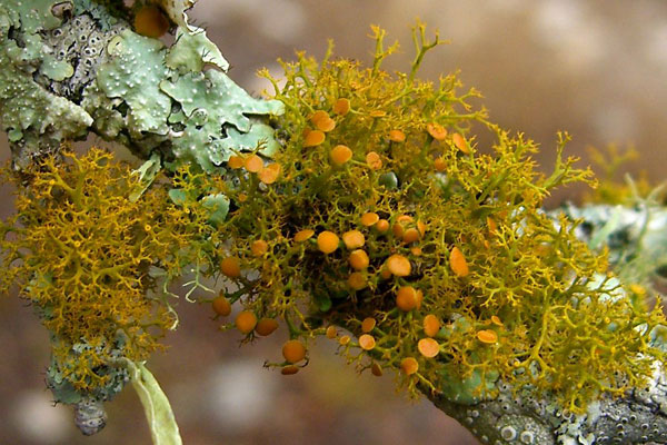 lichen moss photography