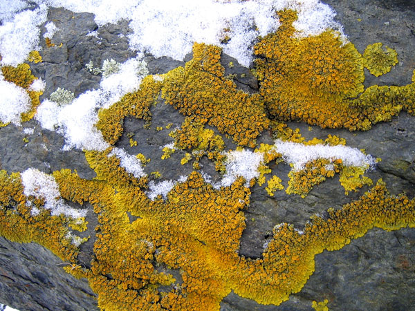 lichen moss photography