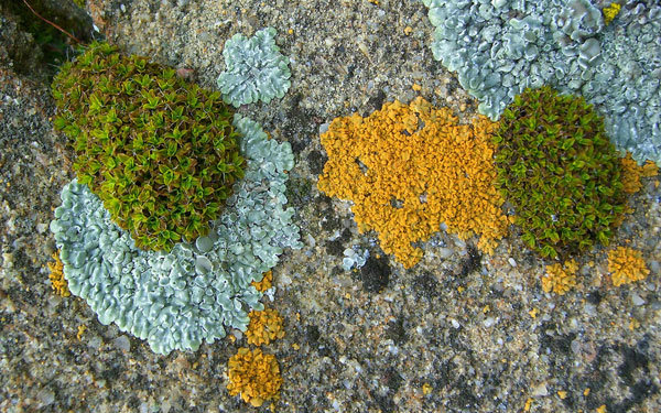 lichen moss photography