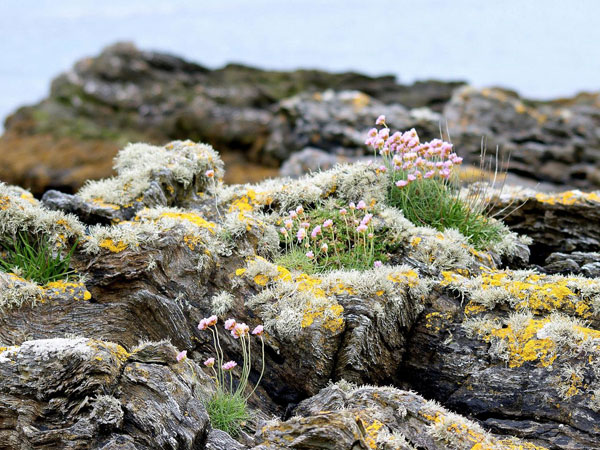 lichen moss photography