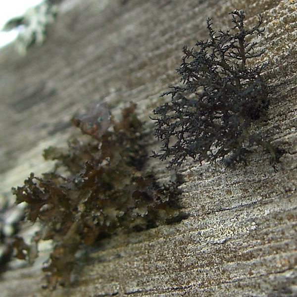 lichen moss photography