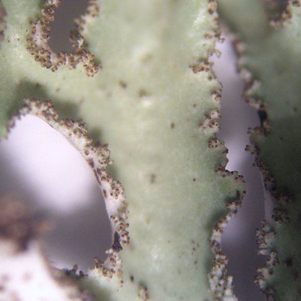 lichen moss photography