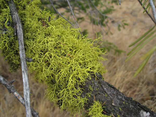 lichen moss photography