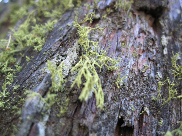 lichen moss photography