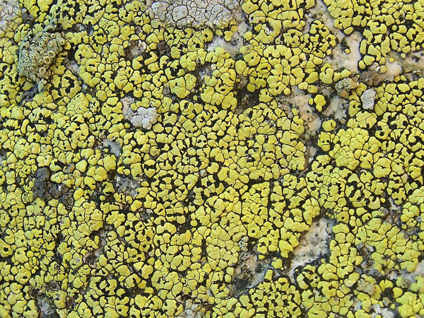 lichen moss photography