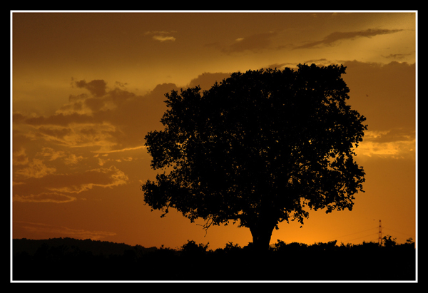 Silhouette Photography Examples